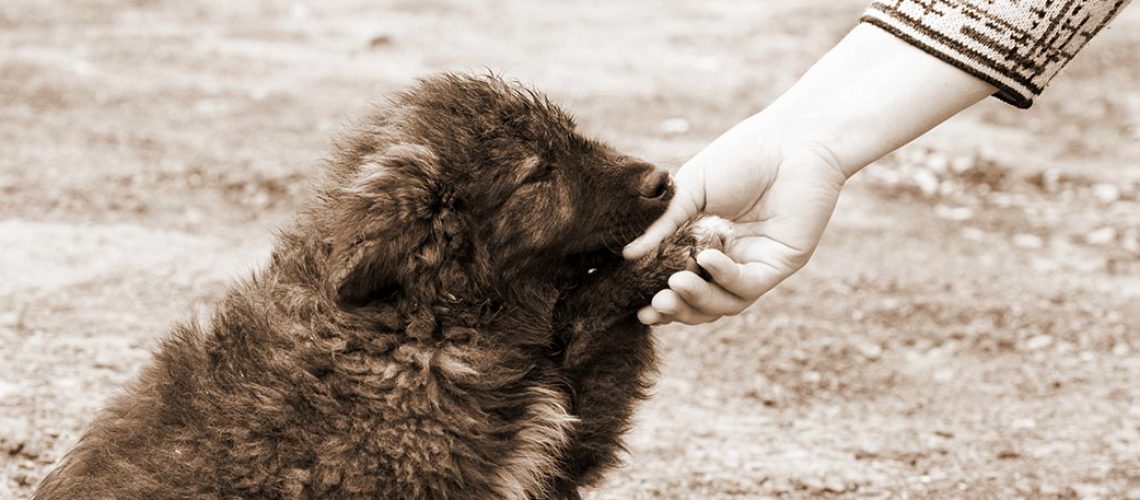 animal-care-helping-dog